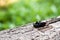 The European rhinoceros beetle on a tree bark