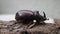 European rhinoceros beetle walking on some wood