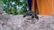 European River Turtle Crawling by Wet Sand near the Tourist Tent. 4K. Close up