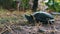 The European River Turtle Lies on the Ground, Emys Orbicularis Close-Up