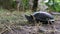 The European River Turtle Lies on the Ground, Emys Orbicularis Close-Up