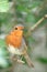 European robin