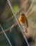 European Robin