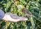 European Robin being hand fed