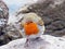 The European robin bird Erithacus rubecula, Robin redbreast, Das Rotkehlchen Vogel or Ptica CrvendaÄ‡