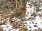 The European robin bird Erithacus rubecula, Robin redbreast, Das Rotkehlchen Vogel or Ptica CrvendaÄ‡