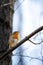 European robin bird perched atop a sun-drenched tree branch.