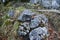 European Robin bird on rock in mountainous region in early spring