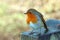 European Robin close up. Robin redbreast.