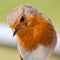 European robin closeup showing feather detail