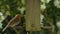 European robin eating seeds, sunflower hearts, from a wooden bird feeder in a British garden during summer