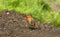 European Robin in an english garden with a collection of bugs in it`s beak.