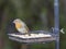 European Robin in the English Lake District