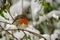 European Robin (Erithacus rubecula)