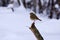 European Robin Erithacus rubecula