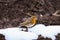 European Robin Erithacus rubecula