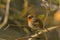 European robin - Erithacus rubecula