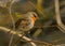 European robin - Erithacus rubecula