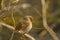 European robin - Erithacus rubecula