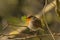 European robin - Erithacus rubecula