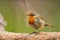 European Robin (Erithacus rubecula)