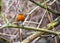 European Robin (Erithacus rubecula)