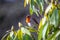 European Robin (Erithacus rubecula)