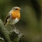 A European Robin (Erithacus rubecula).