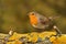 European Robin - Erithacus rubecula