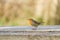 European Robin (Erithacus rubecula) on a bench covered in seeds in winter, taken in London