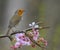 The European robin Erithacus rubecula on Cherry Blossom