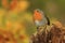 European robin (Erithacus rubecula). Cute redbreast sitting on the stump.