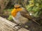 European robin, Erithacus rubecula, with fluffed up feathers