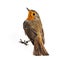 European robin Erithacus rubecula isolated on a white background