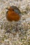 European Robin Erithacus rubecula, Lagan River, Belfast, Northern Ireland, UK