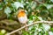 European Robin (Erithacus rubecula) perched on an Ivy branch, holding a leaf, taken along River Crane in West London
