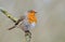 European robin Erithacus rubecula posing on a lichen branch with light and clean pale background