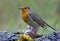 European Robin erithacus rubecula posing on a moss covered aged tree branch in dusk forest