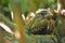 European robin Erithacus rubecula, robin redbreast nestling sitting in nest, blurry branches