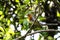 European Robin Erithacus rubecula with ruffled feathers