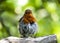 European Robin Erithacus rubecula with ruffled feathers