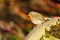 European Robin (Erithacus rubecula) on the side of a bench in early morning light