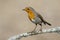 European robin, Erithacus rubecula, side view on a branch with a blurred background