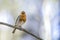 European robin (Erithacus rubecula), singing in spring on a tree branch.