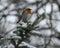 European robin, Erithacus rubecula sits on a snowy fir branch