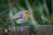 European Robin Erithacus rubecula sitting on the fence in the garden. Small songbird with orange breast. Green bush in the