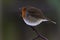 European robin with feathers fluffed up against the cold