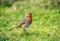 An European robin on the grass