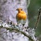 European robin with insects in the beak