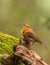 European Robin on log with moss